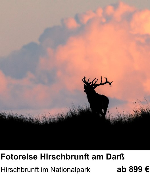 Vielseitiger Fotoworkshop rund um Fotoreise Hirschbrunft am Darß: Hirschbrunft im Nationalpark