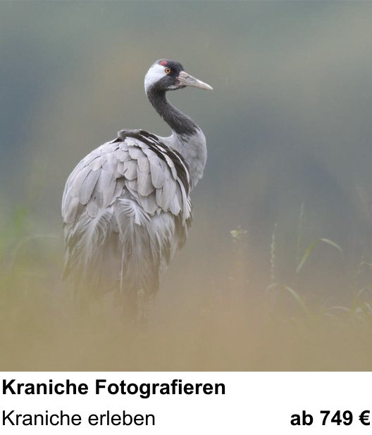 Vielseitiger Fotoworkshop rund um Kraniche Fotografieren: Kraniche erleben