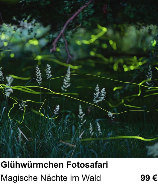 Vielseitiger Fotoworkshop rund um Glühwürmchen Fotosafari: Magische Nächte im Wald