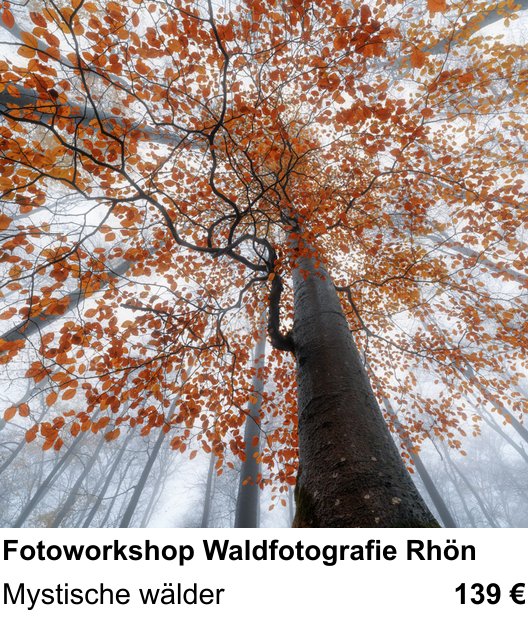 Vielseitiger Fotoworkshop rund um Fotoworkshop Waldfotografie Rhön: Mystische wälder
