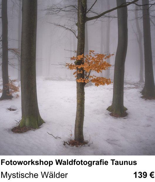 Vielseitiger Fotoworkshop rund um Fotoworkshop Waldfotografie Taunus: Mystische Wälder