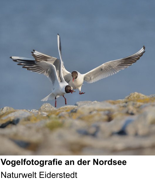 Vielseitiger Fotoworkshop rund um Vögel in Eiderstedt fotografieren: Naturwelt Eiderstedt
