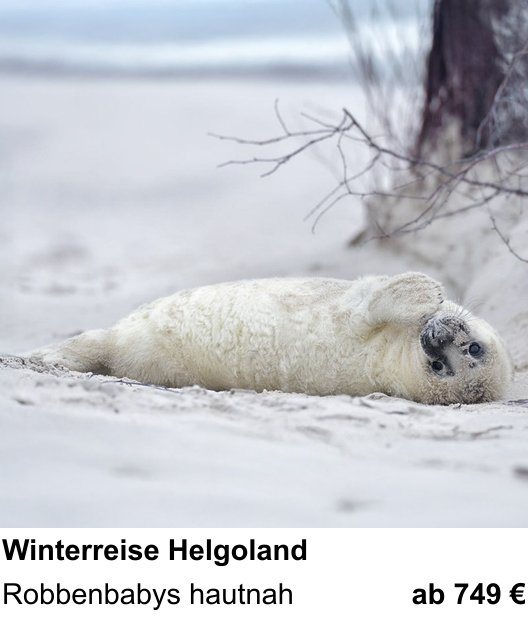 Vielseitiger Fotoworkshop rund um Robbenfotografie auf Helgoland: Robbenbabys hautnah