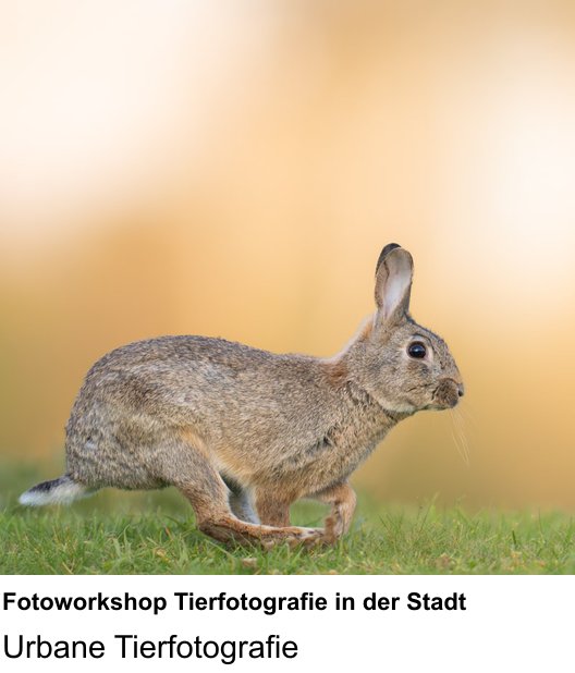 Fotoworkshop Stuttgart: Urbane Tierfotografie mit Fotoworkshop Tierfotografie in der Stadt
