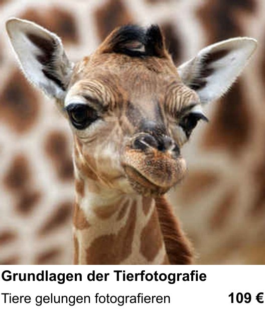 Fotoworkshop Stuttgart: Tiere gelungen fotografieren mit Grundlagen der Tierfotografie