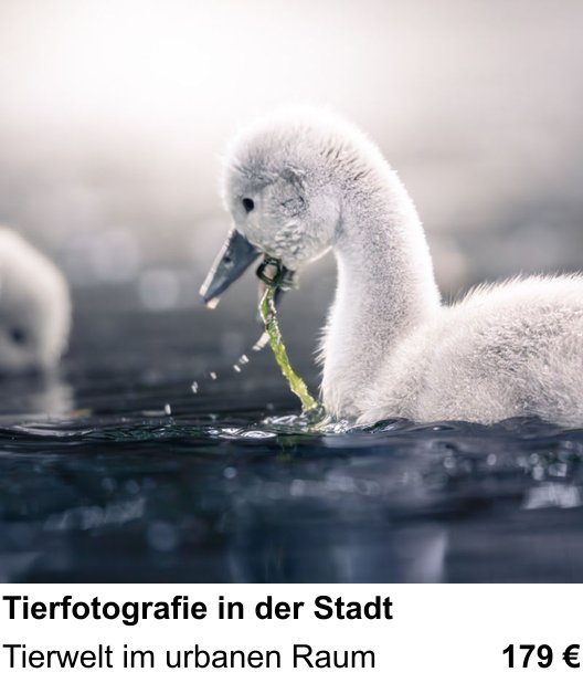Fotoworkshop Stuttgart: Tierwelt im urbanen Raum mit Tierfotografie in der Stadt