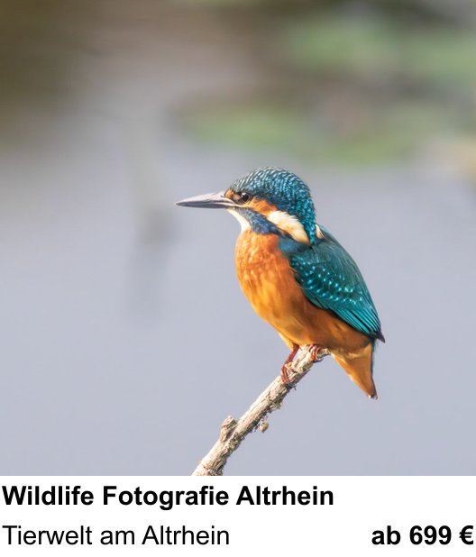 Vielseitiger Fotoworkshop rund um Wildlife Fotografie Altrhein: Tierwelt am Altrhein