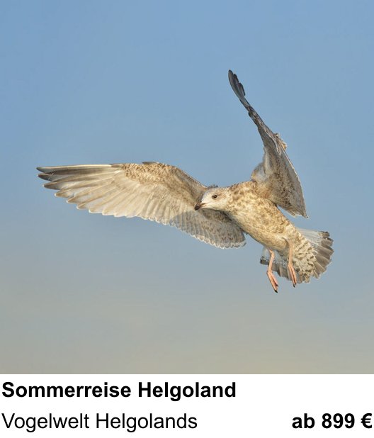 Vielseitiger Fotoworkshop rund um Vogelfotografie auf Helgoland: Vogelwelt Helgolands